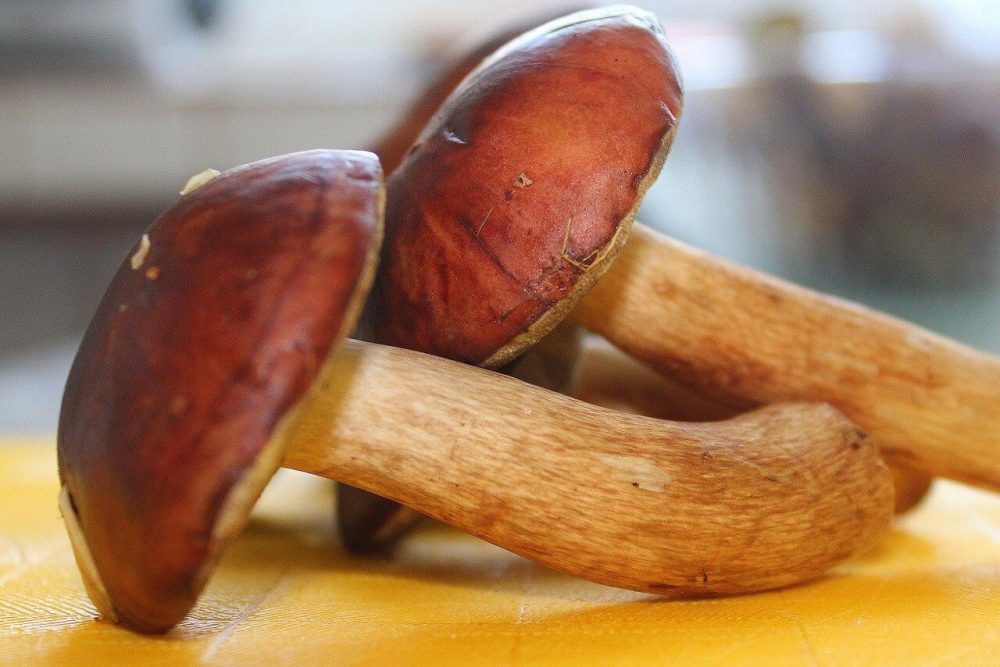Porcini Porcini